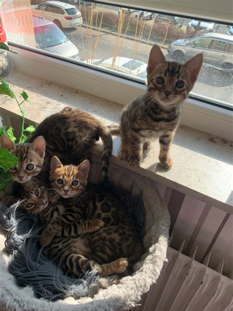 Baby katzen Bengal in Nürnberg Katzen kostenlose Kleinanzeigen bei