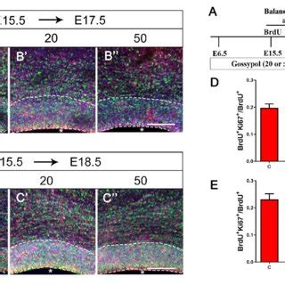 Exposure To Gossypol Break The Balance Between Proliferation And