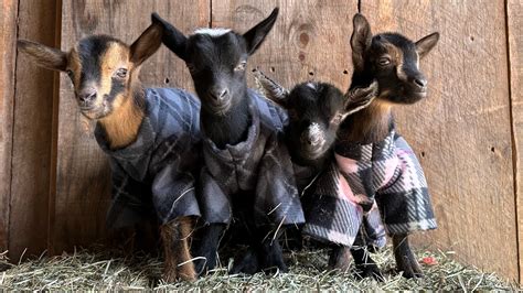 Quadruplet Goat Babies In Pajamas Youtube