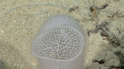 Are Glass Sponges Made Of Glass Ocean Exploration Facts Noaa Office