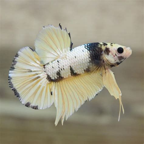 A Wondrous Live Male Halfmoon Plakat Hmpk Tail Yellow Dragon Tiger