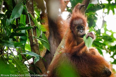 Gunung Leuser National Park Sumatra Ryan Deboodt Photography