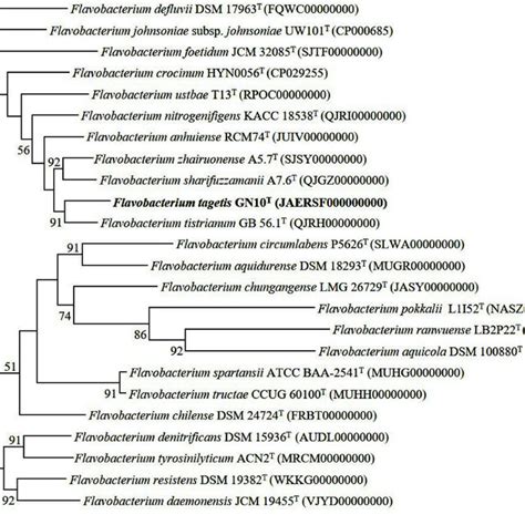 Phylogenomic Tree Of Strain GN10 T And Closely Related Strains Based On