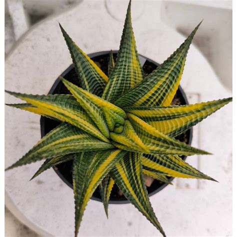 มาเวยนดาง ฮาโวเทย Haworthia limifolia variegated ไมอวบนำ cactus