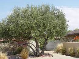 Olive tree diseases - DIY Gardens