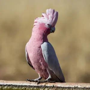 Galah - Facts, Diet, Habitat & Pictures on Animalia.bio