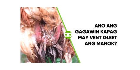 Ano Ang Gagawin Kapag May Vent Gleet Ang Manok