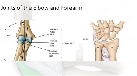 Solution Ors Elbow And Forearm Wrist And Hand Studypool