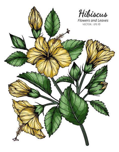 Yellow Hibiscus Flower And Leaf Drawing Illustration With Line Art On White Backgrounds Stock