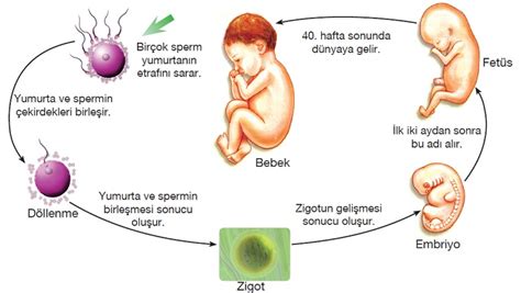 7 Sınıf İnsanda Üreme Büyüme ve Gelişme Konu Anlatımı fenbilim net