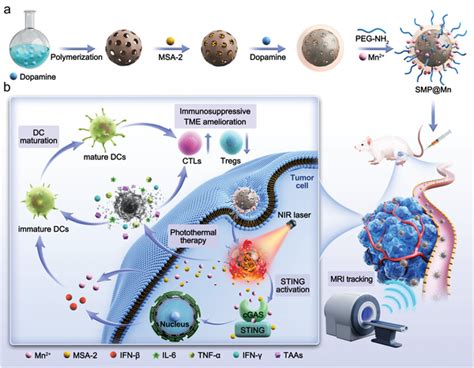 Schematic Illustration Of The Multifunctional Nanoplatform Smp Mn