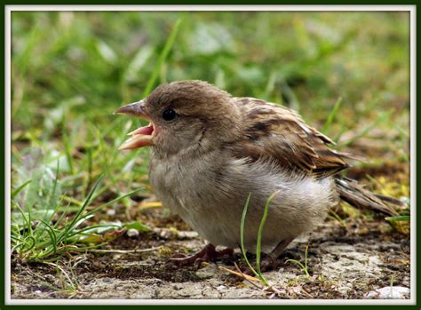 Baby sparrow by Ryhoki on DeviantArt