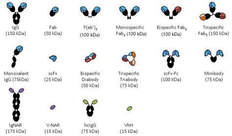 Antibody Fragments Absolute Antibody