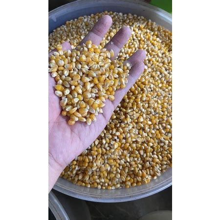 Jual 1 Kg JAGUNG POPCORN BIJI JAGUNG POPCORN MENTAH Shopee Indonesia