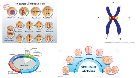 Genetics Exam 1 Diagram | Quizlet