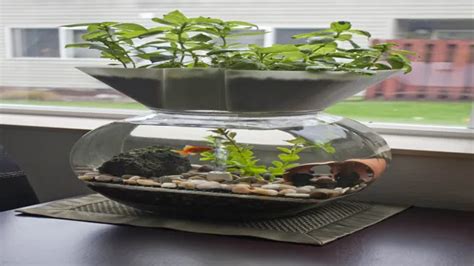 How To Make An Aquaponic Aquarium A Step By Step Guide For Beginners