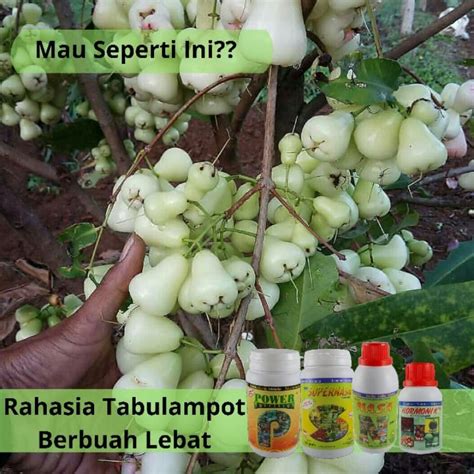 Jual Pupuk Pelebat Organik Perangsang Buah Jambu Air Madudeli Bol