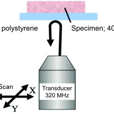 (PDF) Use of Ultrasound Microscopy for Ex Vivo Analysis of Acoustic ...