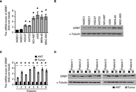 Frontiers Up Regulated Grb7 Protein In Gastric Cancer Cells