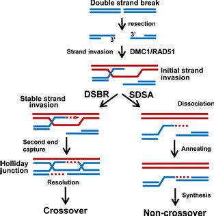 The pathway of meiotic recombination. Copies of homologous chromosomes... | Download Scientific ...