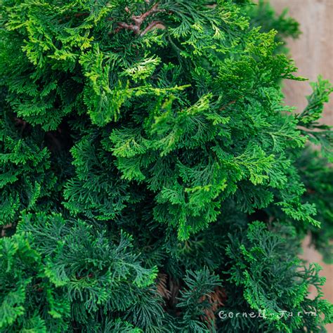 Chamaecyparis O Verdoni Hinoki Cypress 3gal Cornell Farm