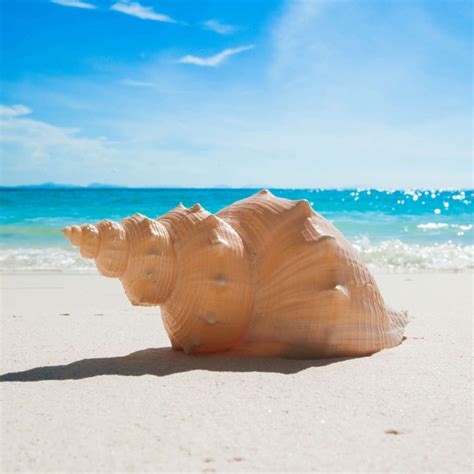 Conch Shell Wall Art | Photography