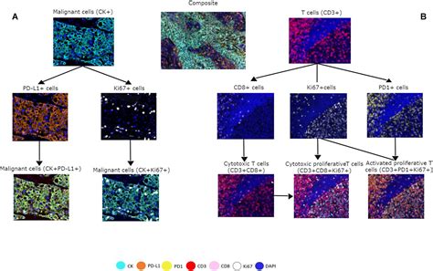 Frontiers Multiplex Immunofluorescence Tyramide Signal Amplification