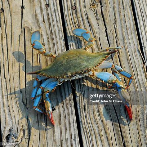 373 Blue Crab Fishing Stock Photos, High-Res Pictures, and Images ...