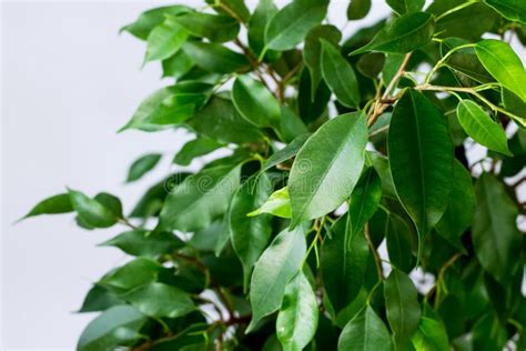 Ficus Benjamin Con Hojas Frescas Sobre Fondo Blanco Foto De Archivo