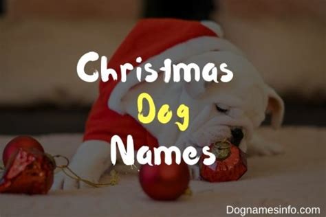 Christmas Dog Names 2022 -【250+ Festive and Fun List!】