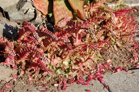 Crassula Corymbulosa Crassula Shark S Tooth Succulent City