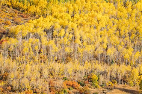 7 Ways To See The Fall Foliage In Aspen | Aspen