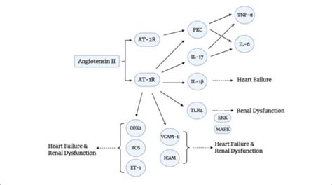 Angiotensin Ii Signaling Pathways Angiotensin Ii Induces