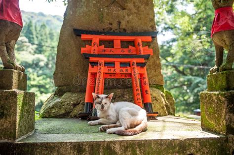 Wooden Torii Gates Cat Stock Photos Free Royalty Free Stock Photos