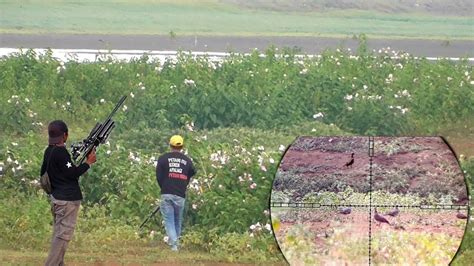 BERBURU DERUK PUTERGENI DI WADUK CIPANCUH HAURGEULIS INDRAMAYU PART 2