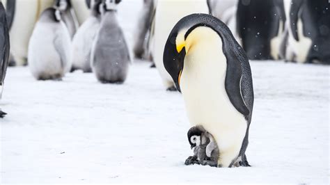 When Sea Ice Retreated, Some Emperor Penguins Didn’t Breed - The New ...