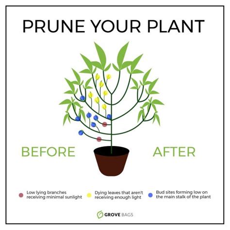 Pruning Cannabis Plants — Why, How, and When | Grove Bags