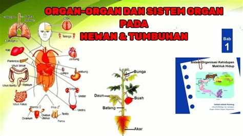 Organ Organ Dan Sistem Organ Pada Hewan Dan Tumbuhan Sistem