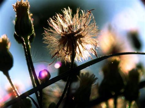 Xeriscape – Landscapes for North Texas | Xeriscape, Trees to plant ...