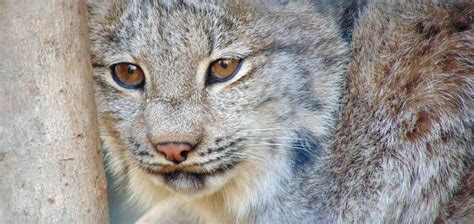 Glacier National Park Has More Canada Lynx Than Expected Swedbank Nl