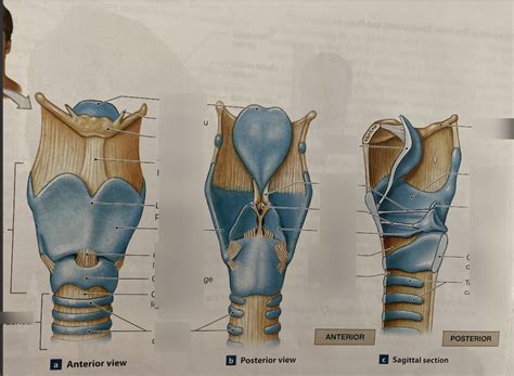 The Larynx Diagram Quizlet