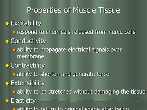 Ppt Three Types Of Muscle Tissue Powerpoint Presentation Free Download Id 6036446