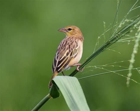 Baya Weaver Bird Birds Of India