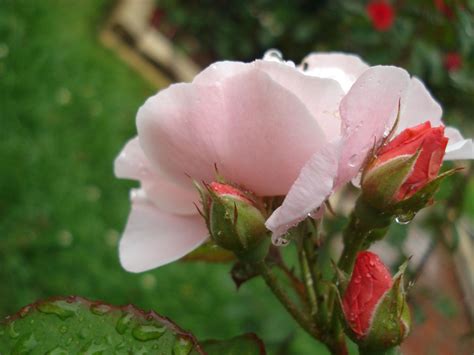 Dr. E.M. Mills Rose Garden - Thornden Park, Syracuse