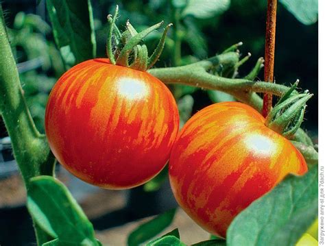 Помидоры в стиле тай-дай