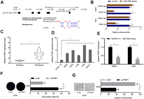 Circfam B Knockdown Inhibits Osteosarcoma Tumorigenesis Via The Mir