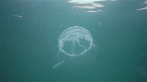 Aurelia Aurita Moon Jelly Moon Jellyfish Common Jellyfish Or Saucer