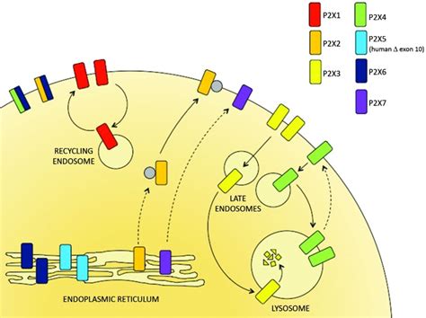 The Subcellular Distribution Of P2x Receptors P2x Receptor Subtypes