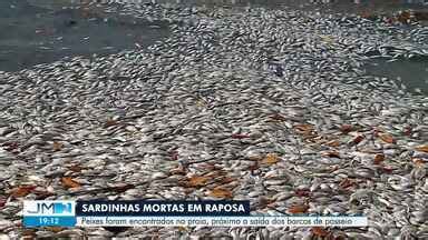 Jmtv Edi O Peixes Mortos S O Encontrados Em Praias Da Raposa E