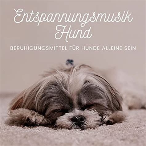 Spiele Entspannungsmusik Hund Beruhigungsmittel für Hunde Alleine